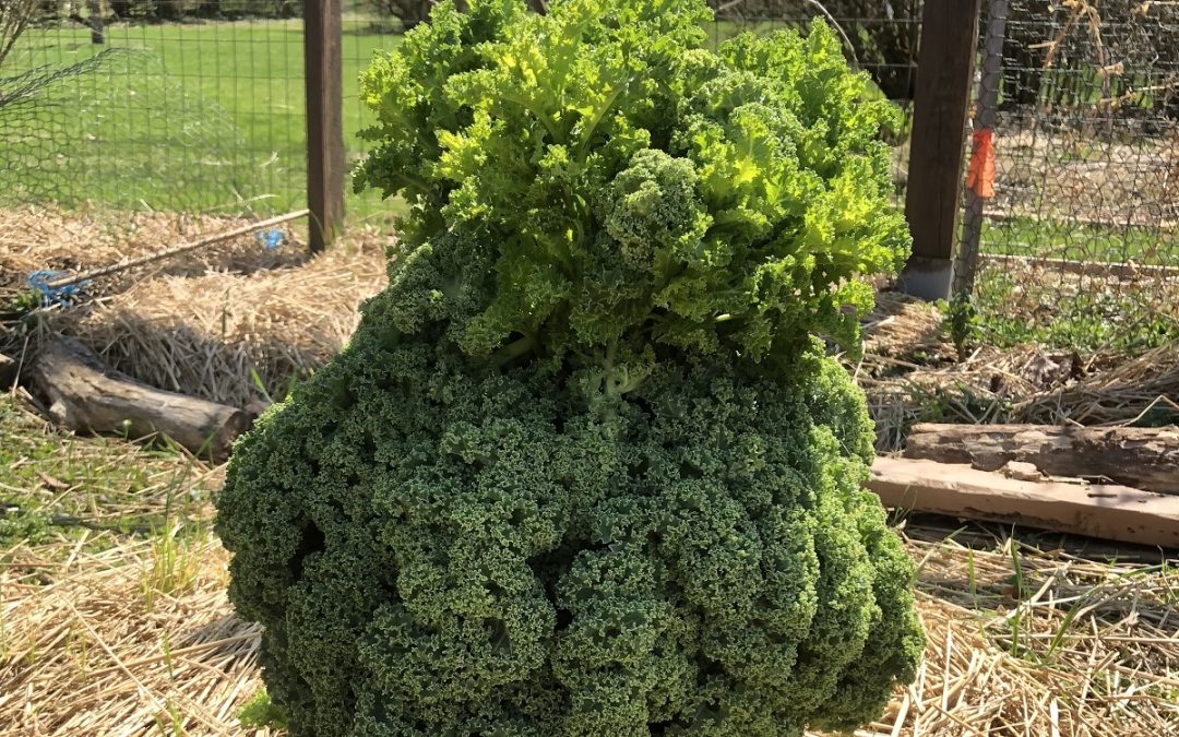 All Hail Kale People! Welcome Homesteading Lifestylers!