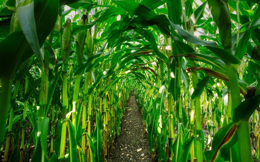 Corn Mother’s Wisdoms for Homespun Living