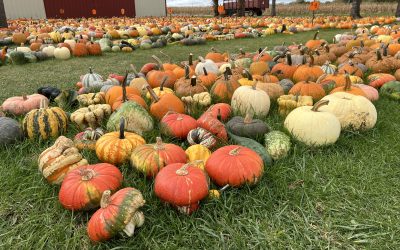 To Be or Not to Be…a Pumpkin Patch…