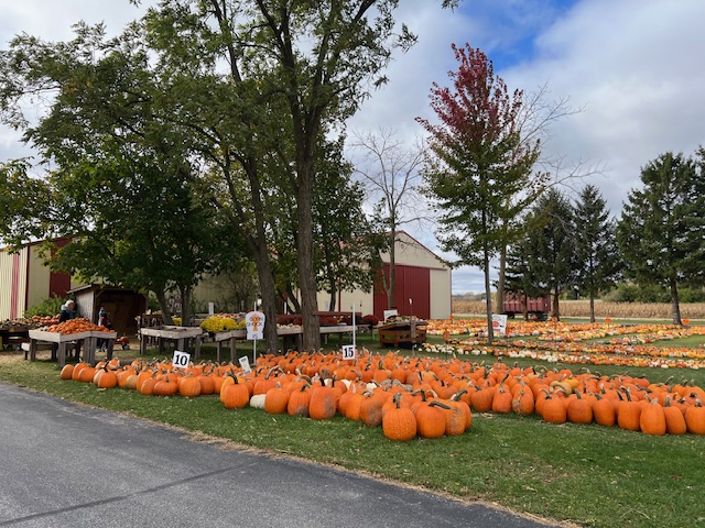 Pumpkin Patch