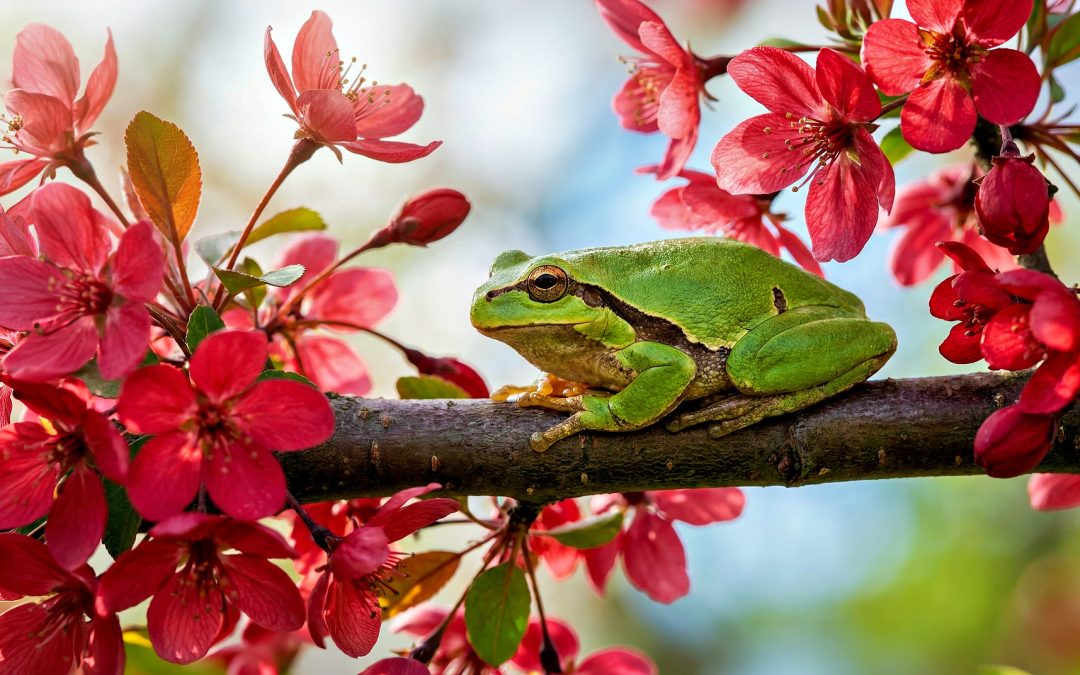 Rebirthing the Purity and Light in Mankind: A Song of the Spring Frog
